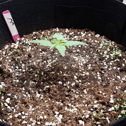 White Widow  growlog timeline photo
