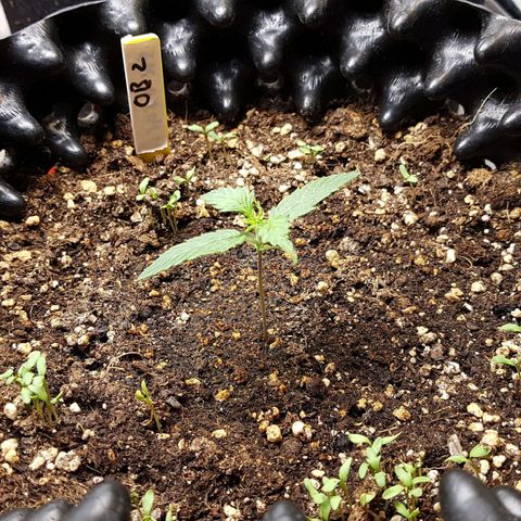 Orange Bud #2 growlog timeline photo