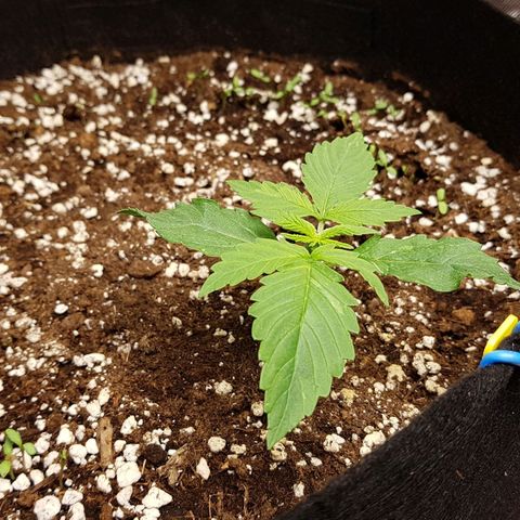 Orange Bud #1 growlog timeline photo