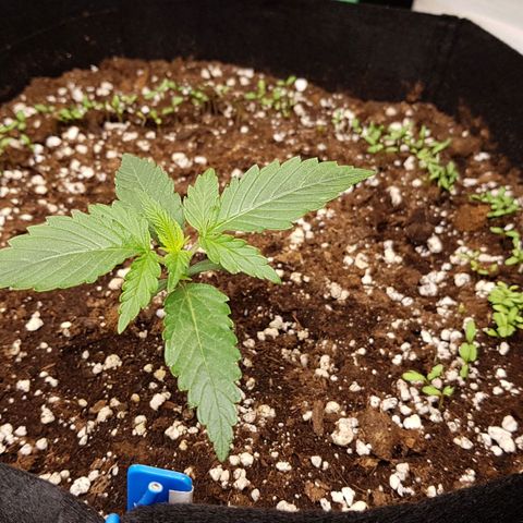 Royal Gorilla growlog timeline photo