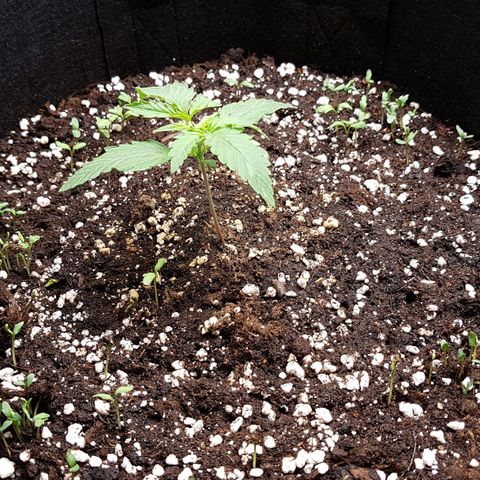 White Widow  growlog timeline photo