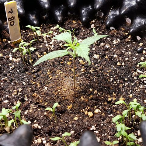 Orange Bud #2 growlog timeline photo