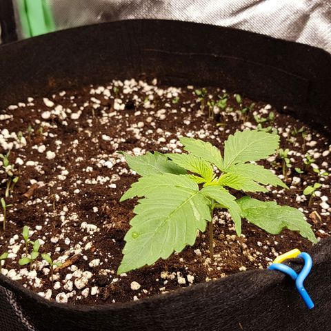 Orange Bud #1 growlog timeline photo