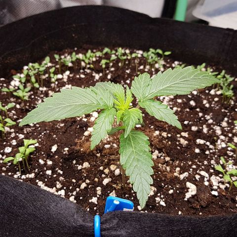 Royal Gorilla growlog timeline photo