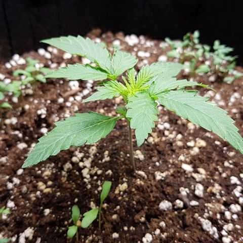 White Widow  growlog timeline photo