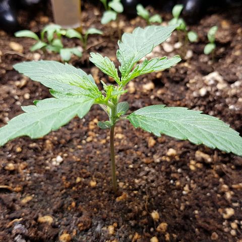 Orange Bud #2 growlog timeline photo