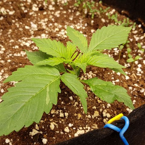 Orange Bud #1 growlog timeline photo