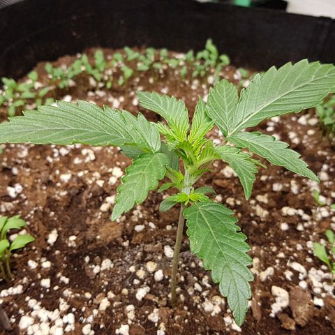 Royal Gorilla growlog timeline photo