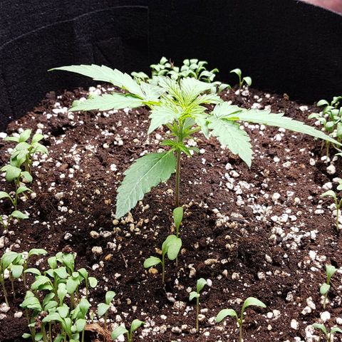 White Widow  growlog timeline photo