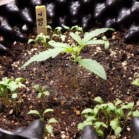 Orange Bud #2 growlog timeline photo