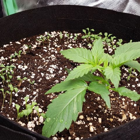 Orange Bud #1 growlog timeline photo