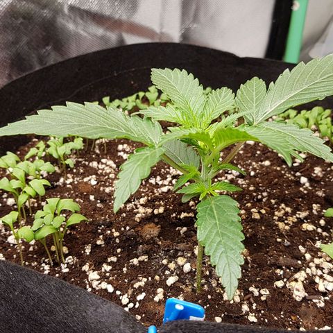 Royal Gorilla growlog timeline photo