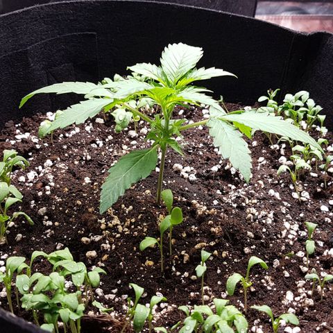 White Widow  growlog timeline photo