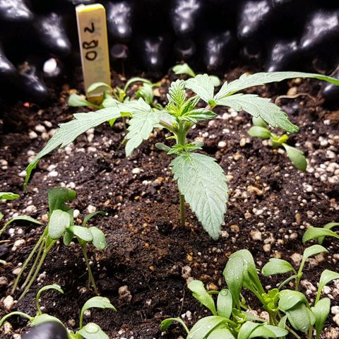 Orange Bud #2 growlog timeline photo