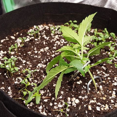 Orange Bud #1 growlog timeline photo