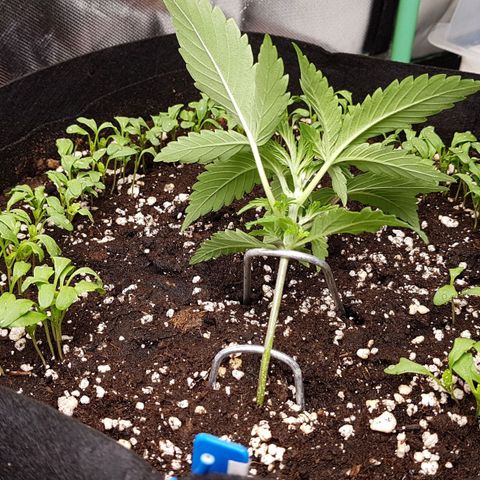 Royal Gorilla growlog timeline photo