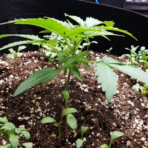 White Widow  growlog timeline photo