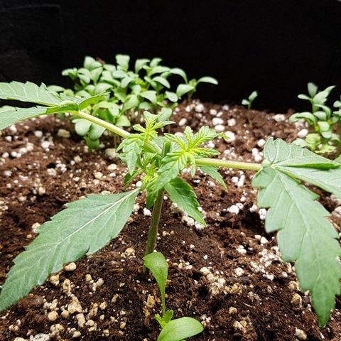 White Widow  growlog timeline photo