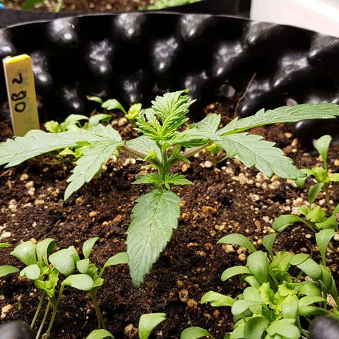 Orange Bud #2 growlog timeline photo