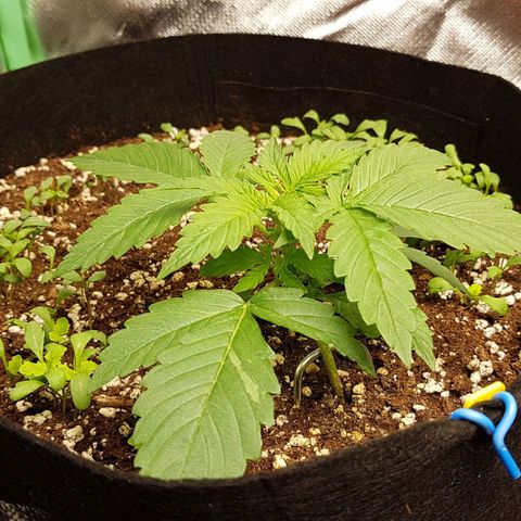 Orange Bud #1 growlog timeline photo