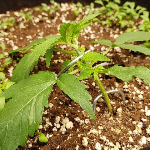 Orange Bud #1 growlog timeline photo