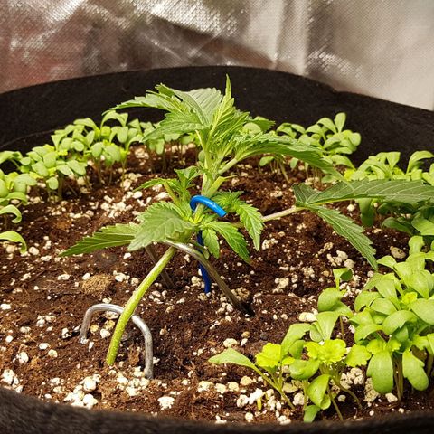 Royal Gorilla growlog timeline photo