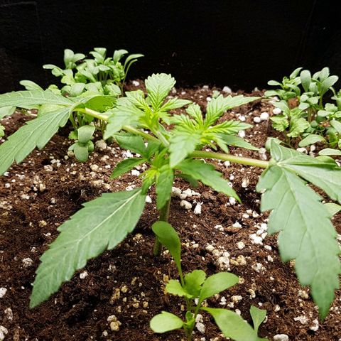White Widow  growlog timeline photo