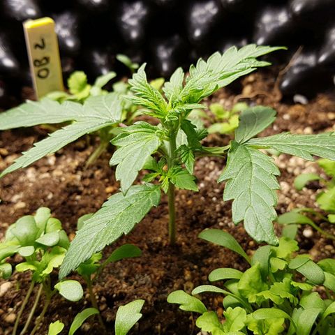 Orange Bud #2 growlog timeline photo