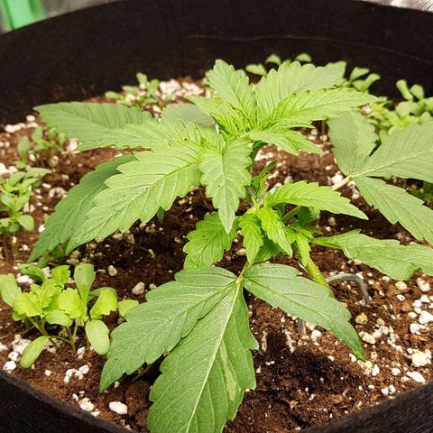 Orange Bud #1 growlog timeline photo