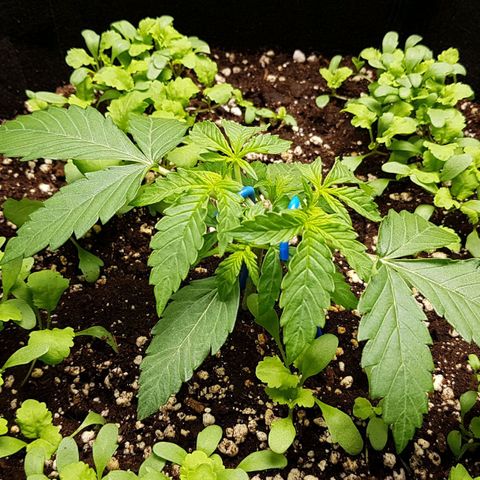 White Widow  growlog timeline photo