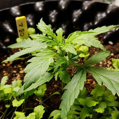 Orange Bud #2 growlog timeline photo