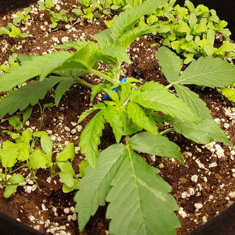 Orange Bud #1 growlog timeline photo