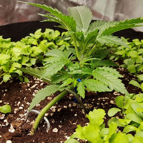 Royal Gorilla growlog timeline photo