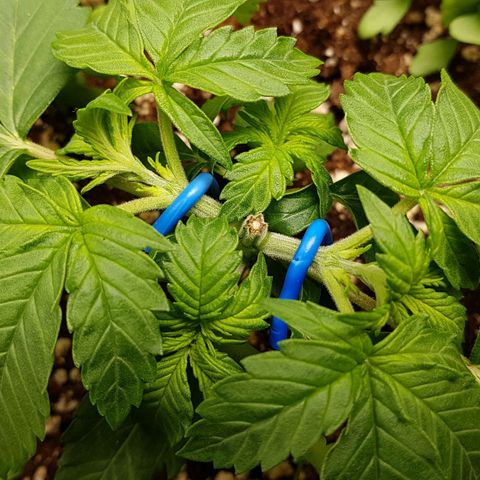 White Widow  growlog timeline photo