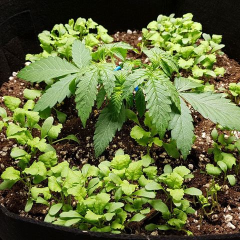 White Widow  growlog timeline photo
