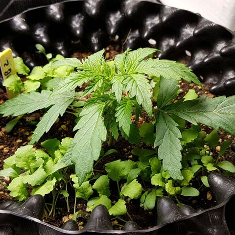 Orange Bud #2 growlog timeline photo