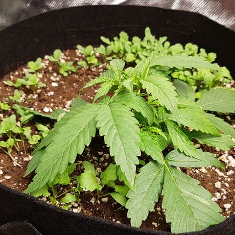 Orange Bud #1 growlog timeline photo