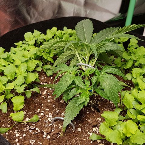 Royal Gorilla growlog timeline photo