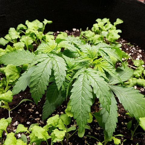 White Widow  growlog timeline photo