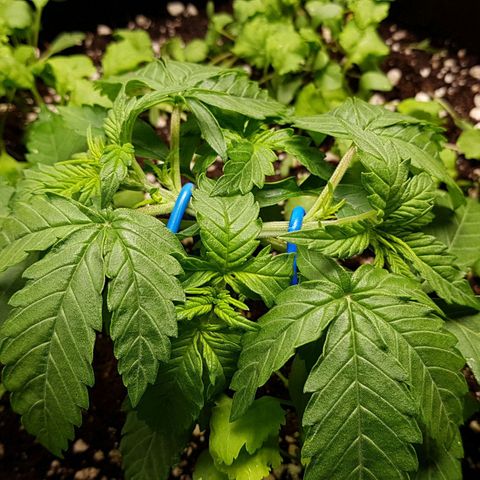 White Widow  growlog timeline photo