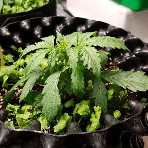 Orange Bud #2 growlog timeline photo
