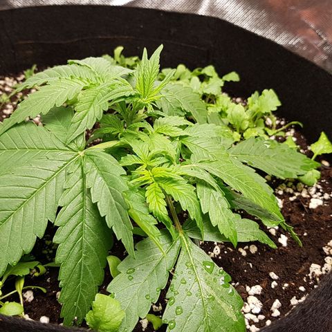 Orange Bud #1 growlog timeline photo