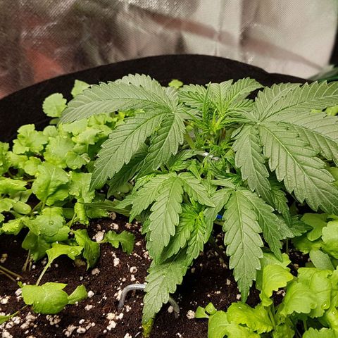 Royal Gorilla growlog timeline photo