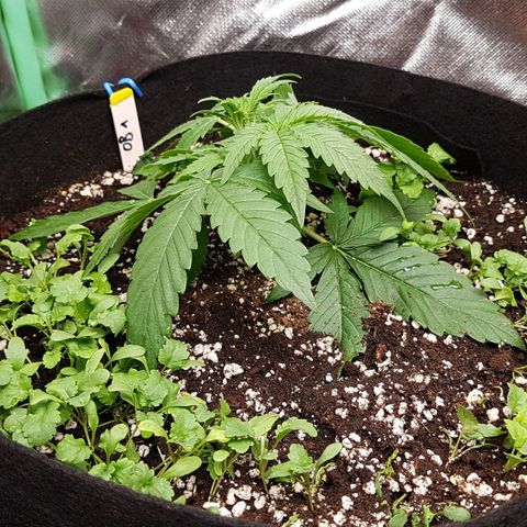 Orange Bud #1 growlog timeline photo