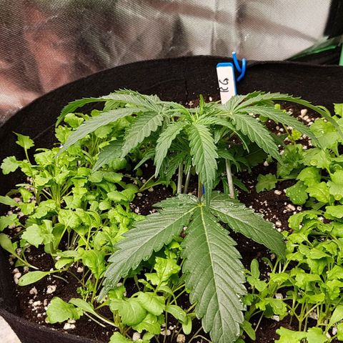 Royal Gorilla growlog timeline photo