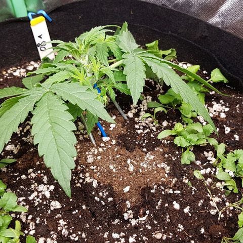 Orange Bud #1 growlog timeline photo