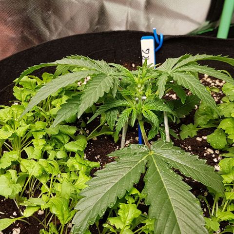Royal Gorilla growlog timeline photo