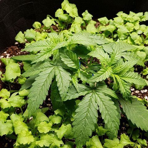 White Widow  growlog timeline photo