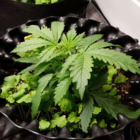 Orange Bud #2 growlog timeline photo