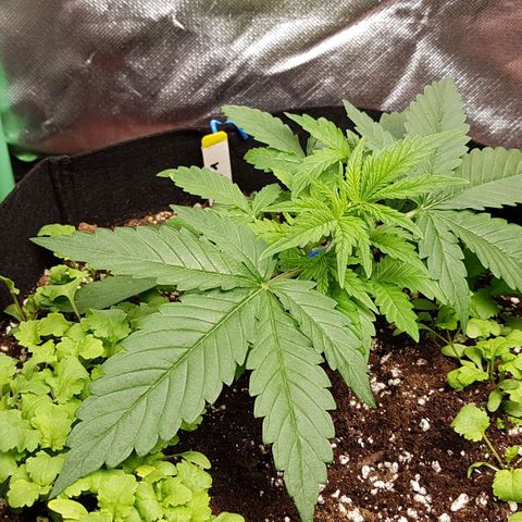 Orange Bud #1 growlog timeline photo